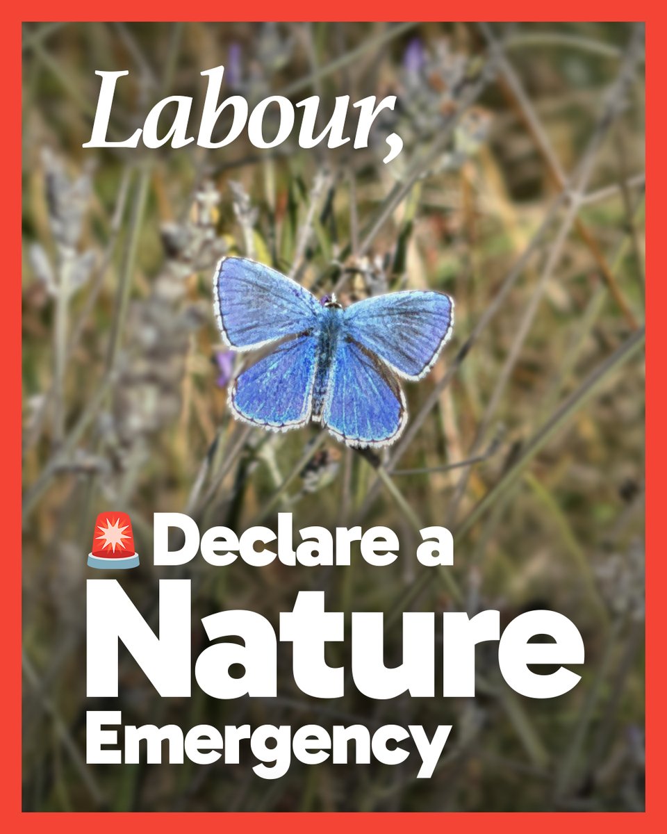Chris Packham (@chrisgpackham) on Twitter photo I've just signed <a href="/savebutterflies/">Butterfly Conservation 🦋</a> open letter to the Govt calling on them to declare a #NatureEmergency– 80% of our butterflies have declined since 1970 , we need to work hard and fast tackling the root problems if we are to reverse these declines . I've just signed <a href="/savebutterflies/">Butterfly Conservation 🦋</a> open letter to the Govt calling on them to declare a #NatureEmergency– 80% of our butterflies have declined since 1970 , we need to work hard and fast tackling the root problems if we are to reverse these declines .