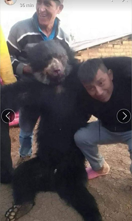 ALCOPERU's tweet photo. Oso fue visto hace una semana huyendo de los #IncendiosForestalesperu en Huancabamba, Piura, sin embargo el 18/9 fue encontrado muerto. No se sabe quienes lo mataron, pero circulan fotos de un oso asesinado, tampoco se sabe si son actuales, pero ya ha habido crímenes así y👇 https://t.co/HfrtujZqJl