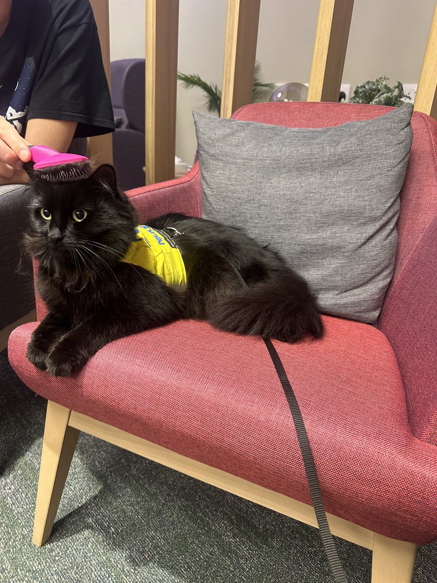 I’m only here for the purrushing… <a href="/uclh/">UCLH</a> <a href="/uclhcharity/">UCLH Charity</a> @petsastherapy_uk <a href="/macmillancancer/">Macmillan Cancer Support</a> 

#blackcat #therapycat #petsastherapy #therapypet #catswhowork #catswithjobs #remarkablecats #catsofx #cats #verygoodboys #blackcatsofx
#blackcatsrule