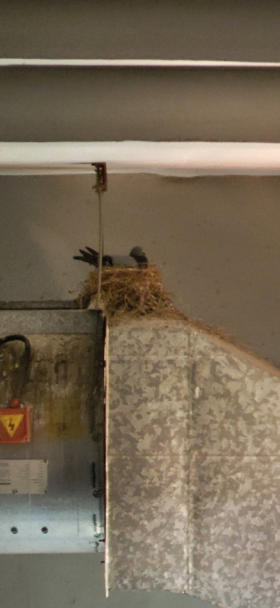 DeoSaurabh's tweet image. Finished Darwin comes to town: How the Urban Jungle drives evolution  by @schilthuizen on the recommendation of @MohnishPabrai and lo what I spotted same day ...

Book gives a good perspective on urban ecology ,  acoustic ecology and natural selection. 

@LuckyInvest_ARK