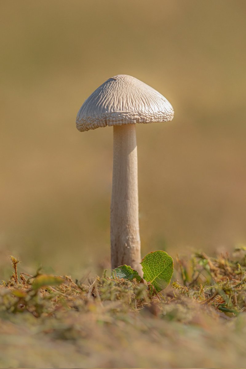 Not the best looking specimen, but finally glad to see Mountain Grisette (Amanita nivalis) in North Wales, growing on the plateaus with Dwarf Willow. Lots of dried out examples but there is always next year to try and find a pristine one! <a href="/cofnod/">Cofnod</a> #fungi #mushroom #northwales
