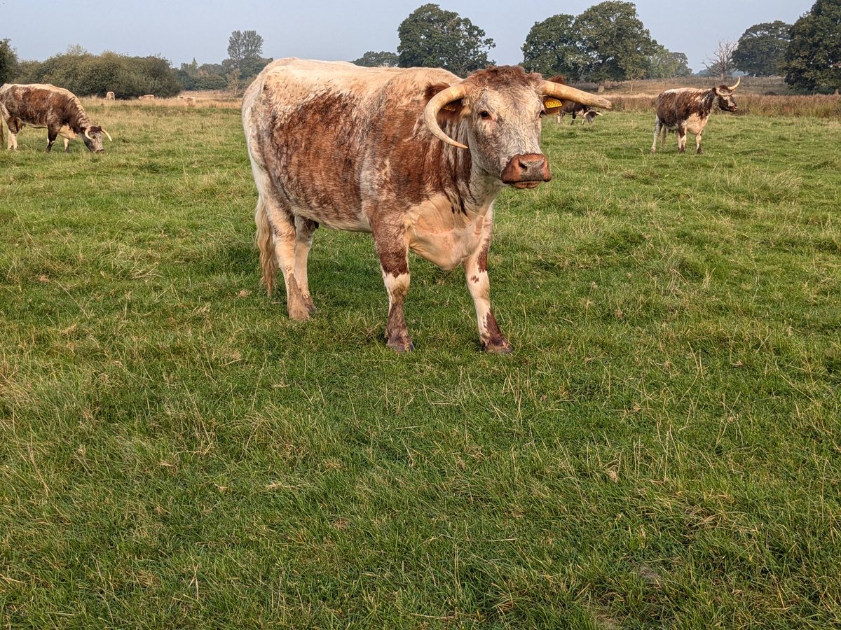 Hartpury University Animal and Agriculture (@hartpuryunianag) on Twitter photo What a lovely final morning @KneppWilding <a href="/KneppWildlandFd/">Knepp Wildland Foundation</a> our #MScBiodiversityConservation <a href="/Hartpury/">Hartpury University and Hartpury College</a> students enjoying the #Exmoreponies #Longhorn cattle doing their #rewilding magic What a lovely final morning @KneppWilding <a href="/KneppWildlandFd/">Knepp Wildland Foundation</a> our #MScBiodiversityConservation <a href="/Hartpury/">Hartpury University and Hartpury College</a> students enjoying the #Exmoreponies #Longhorn cattle doing their #rewilding magic