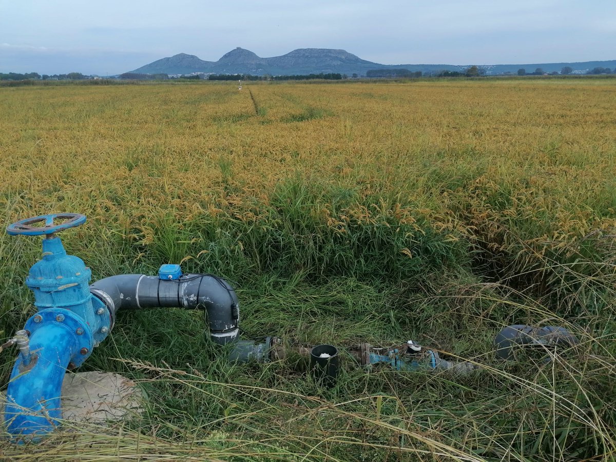 PROMEDRICE_PRIMA tweet media