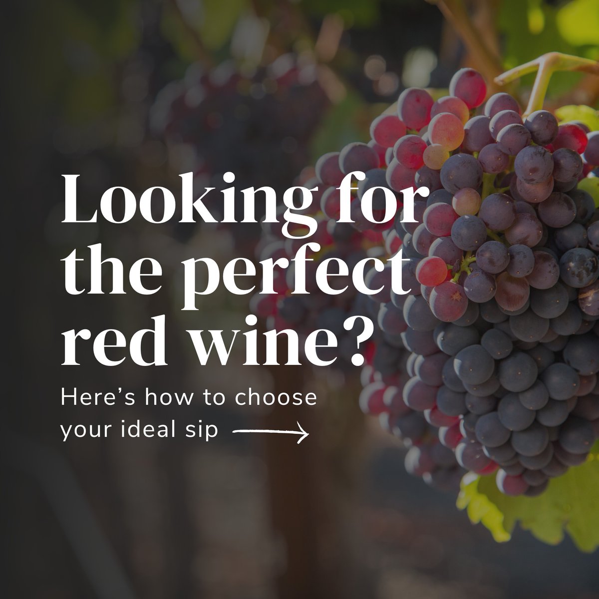 edkawines's tweet photo. When it comes to choosing the right Spanish red wine, here are a few factors to keep in mind 🍷
#EdkaWines #WineSubscription #CuratedForYou #Wine #SpanishWine #FineWine #WineTasting #WineLovers #WinePairing #WineDelivery #BoutiqueWine #UKWineShop https://t.co/lt29xLCRgx