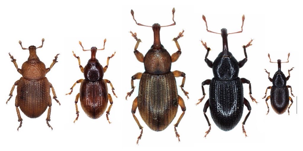 武揚の使徒 (@___weevil) / Posts / X