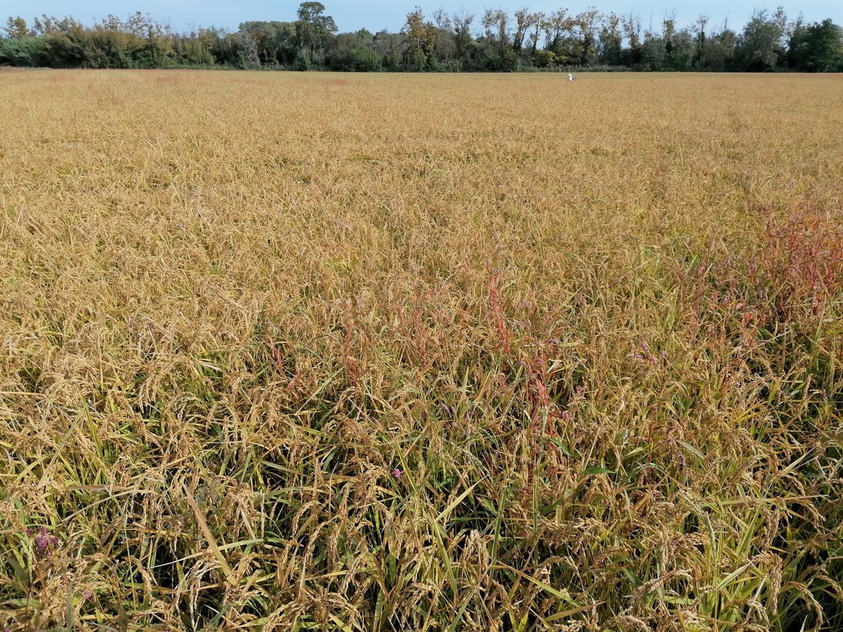 Winter is coming! 🥶
Today we evaluate yield components in rice fields which will be harvested soon in #Pals.
<a href="/PROMEDRICE/">PROMEDRICE_PRIMA</a> aims to improve rice farming practices to be more sustainable from both productive and environmental perspectives.