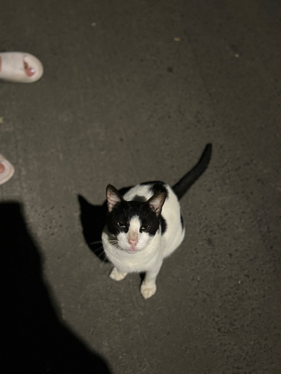 Bandra street cats are so well-fed, that they've stopped looking vulnerable and begging to be adopted.