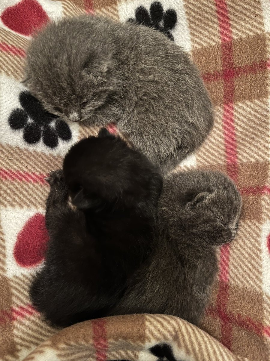 Crits For Cats lnc. Cat Rescue tweet media