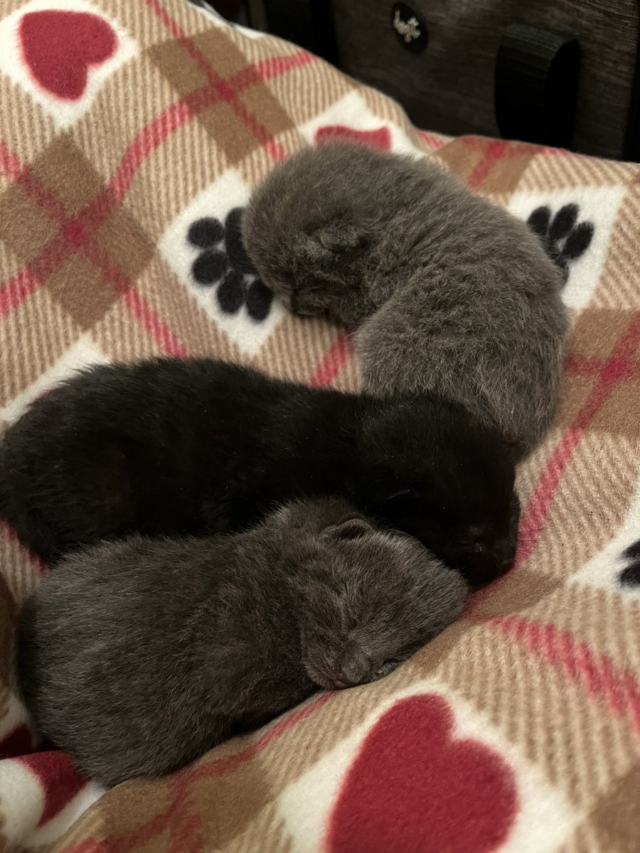 Crits For Cats lnc. Cat Rescue tweet media