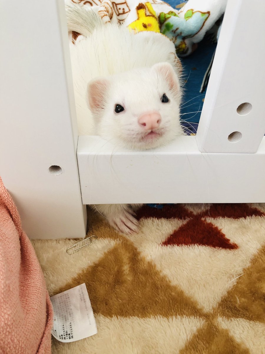 tomato7thirty's tweet photo. やっぱりフェレットが1番かわいい…
生き物の種類でいうと。
　　　　　\\さな祭り// https://t.co/N60KW9HMeF