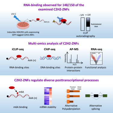 MolecularCell's tweet photo. Online Now: C2H2-zinc-finger transcription factors bind RNA and function in diverse post-transcriptional regulatory processes https://t.co/bzeJa4EDKM https://t.co/tUPVlzfxvS