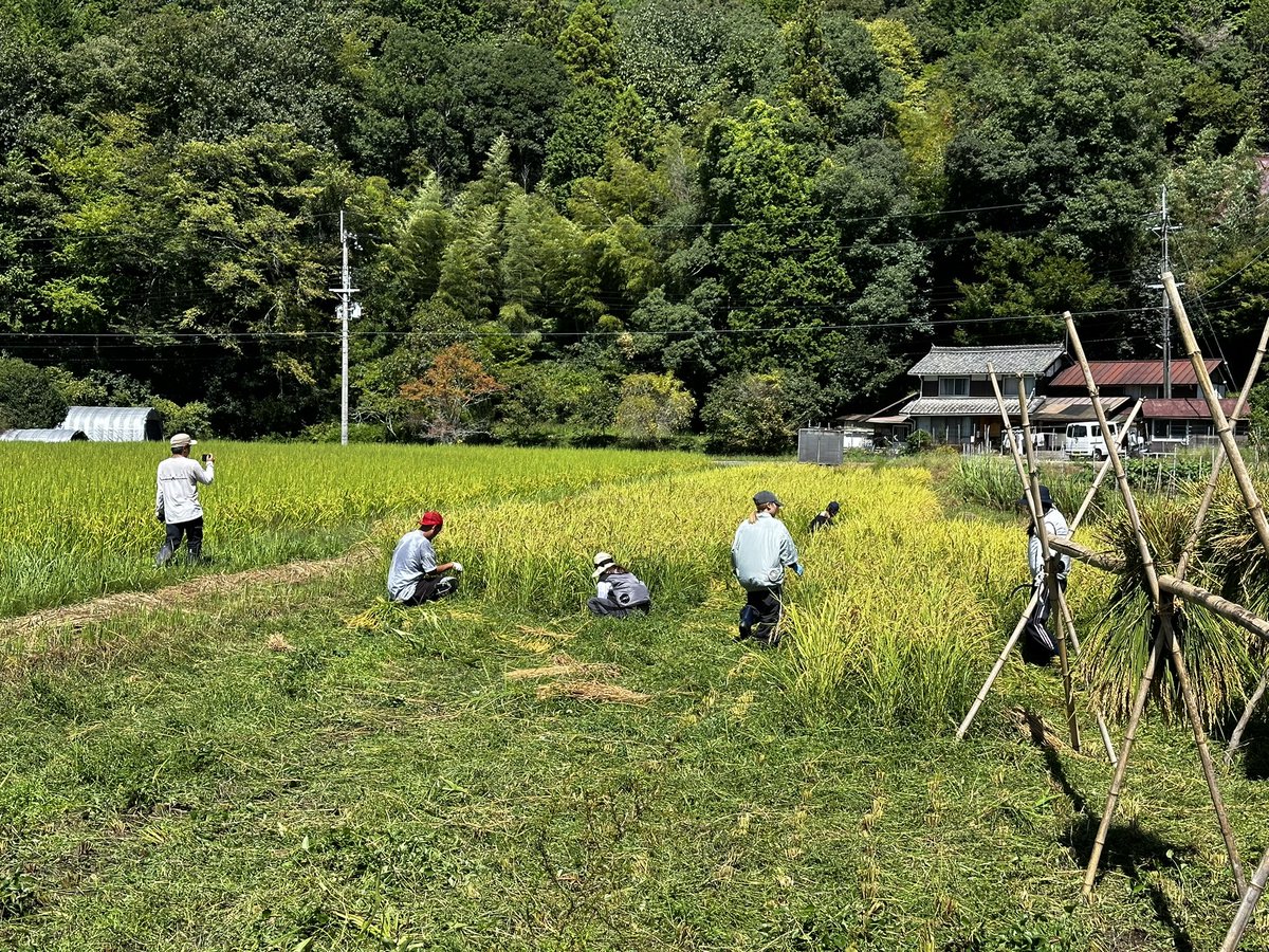 kazumasaokumura's tweet image. 今年も稲刈りしてきましたー
上質な土壌と山からの綺麗な水で育った無農薬のお米。
食べるの楽しみです😋
