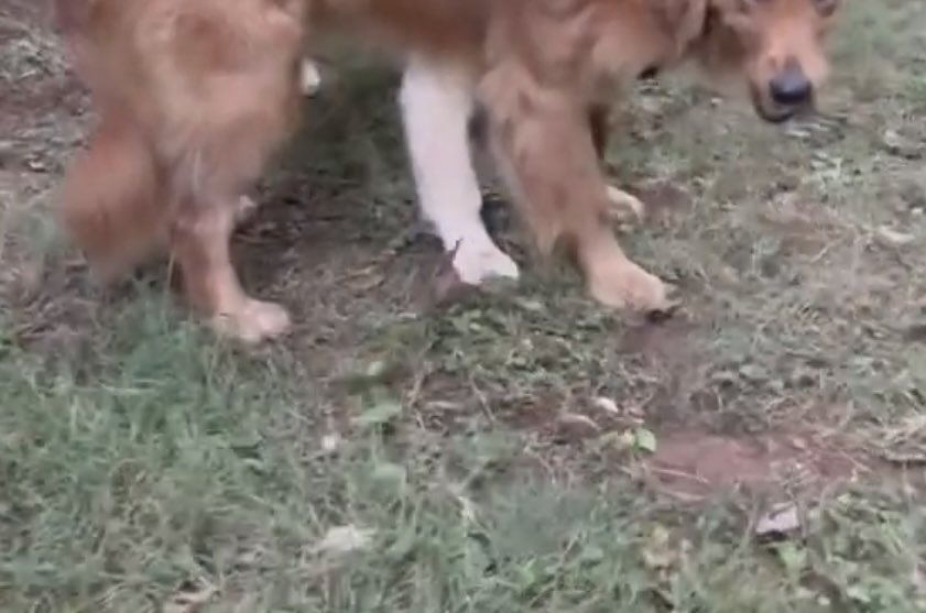 GRPawPics's tweet photo. The very rare, very demure 5-footed golden. https://t.co/wdbZs7Yfux