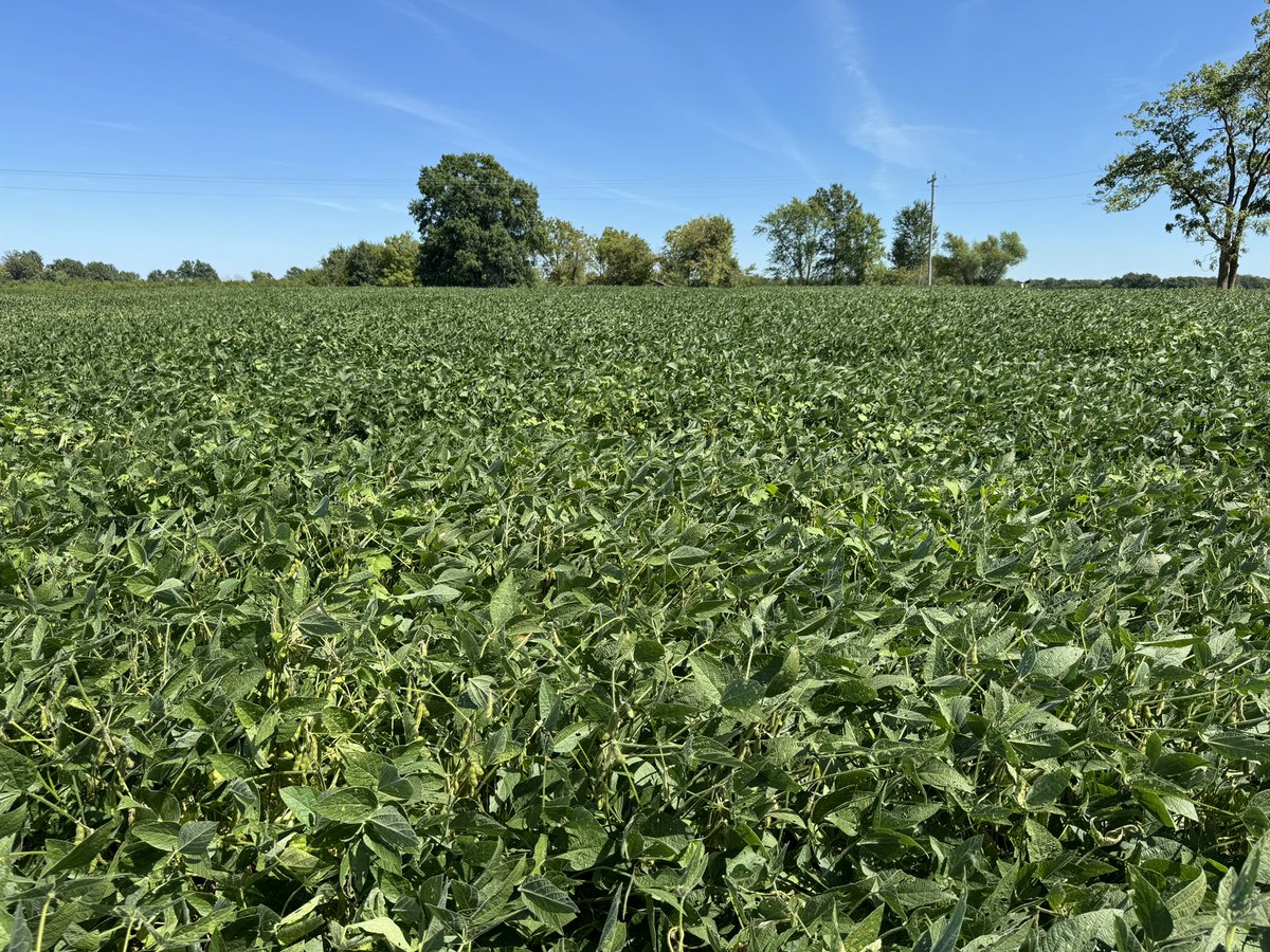 I often think to what depth we  fix out soils. I had a look at a long term trial at the University of Missouri farm where hard pan was induced at 30, 45, 60, 75 and 90 cm depths. Soyabean crop showing water stress at all but 90 cm. Thanks @DPIRDWA <a href="/theGRDC/">GRDC</a> for supporting my trip.