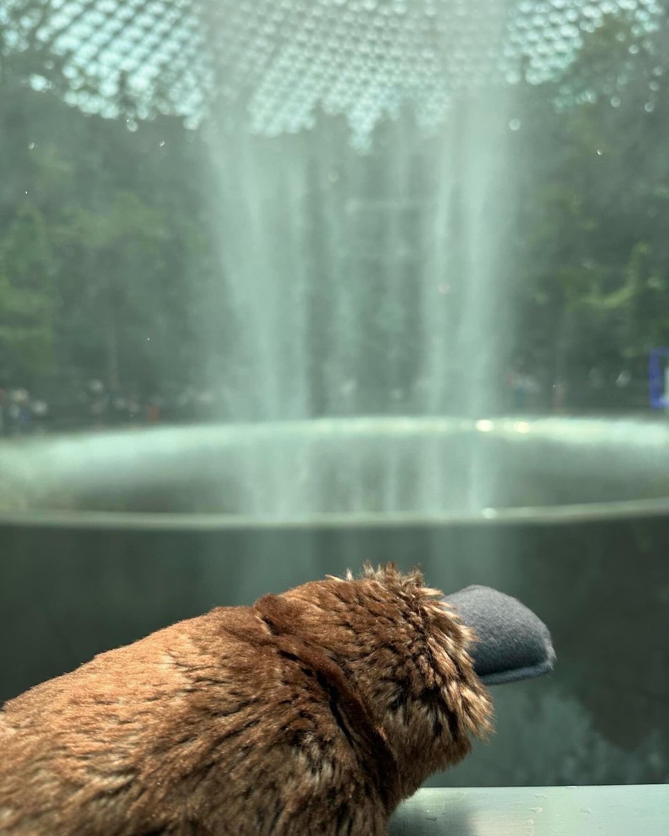 LeadLikeKerin's tweet image. After checking out the Jewel at Changi airport, it is now time for the platypus to return home. #FindYourPlatypus #WeakSignals #ProcessSafety #Leadership