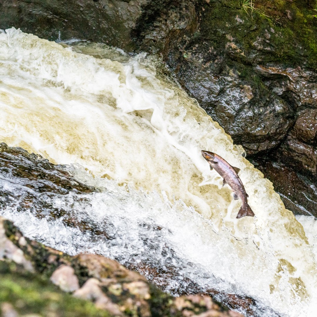 Missing Salmon Alliance tweet media