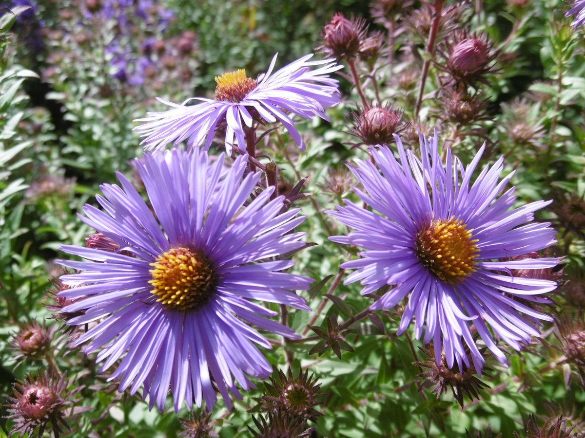 Plant Heritage (@plantheritage) on Twitter photo It's autumn aster time - Margaret Stone’s #NationalPlantCollection of #Symphyotrichum novae-angliae is on BBC 2 <a href="/GWandShows/">BBC Gardeners World</a> this Fri, 9pm
Plus an open day on Sun 22 Sep 2024, 1-4pm - more details: bit.ly/Symphyotrichum…
Image: S. n-a. 'Mrs. S.T. Wright' cc M Stone It's autumn aster time - Margaret Stone’s #NationalPlantCollection of #Symphyotrichum novae-angliae is on BBC 2 <a href="/GWandShows/">BBC Gardeners World</a> this Fri, 9pm
Plus an open day on Sun 22 Sep 2024, 1-4pm - more details: bit.ly/Symphyotrichum…
Image: S. n-a. 'Mrs. S.T. Wright' cc M Stone
