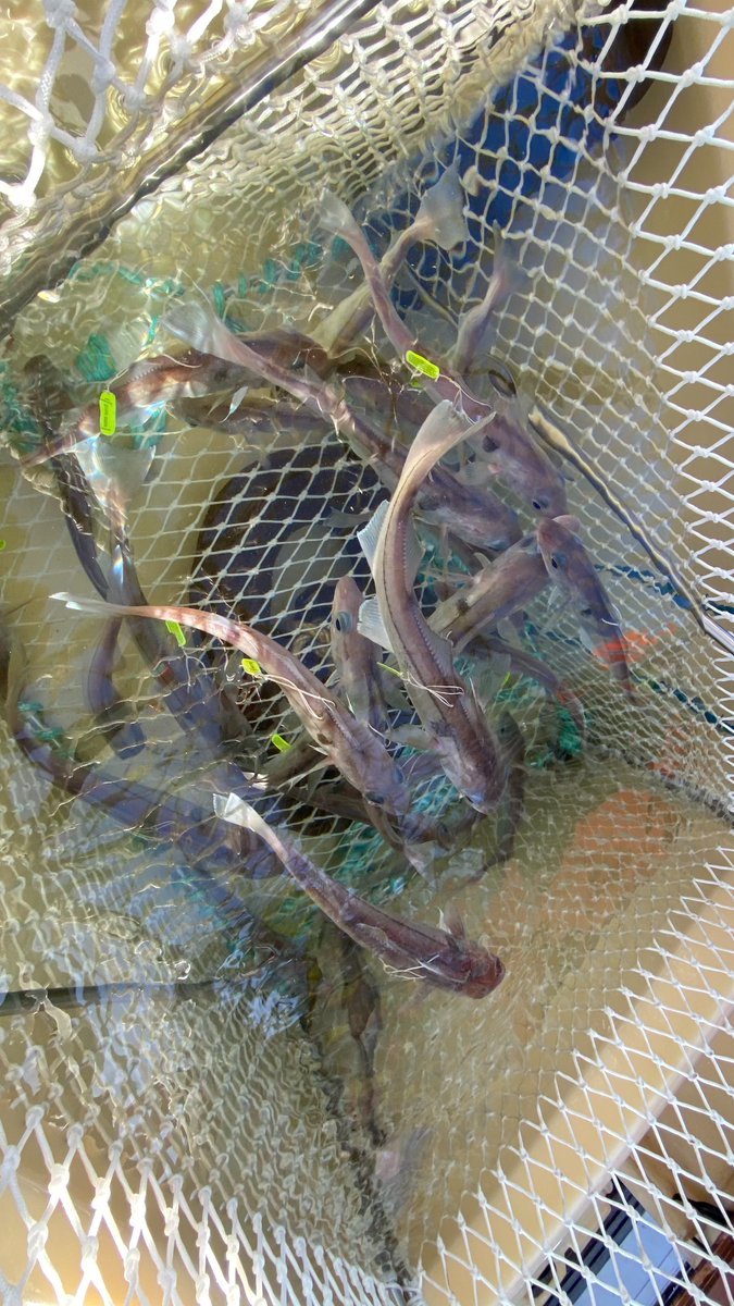 ScotGovMarine's tweet image. Fish tagging in the Moray Firth for the #PrePAREDProject 🐟

By implanting tags into fish caught within offshore wind farms, they can be tracked acoustically. This will assess how turbine foundations at operational Moray Firth wind farms may alter the behaviour of demersal fish.