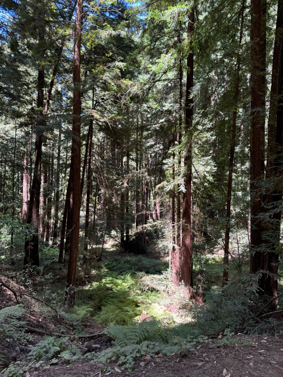 NerdTransiting's tweet photo. Henry Cowell Redwoods State Park - a 20-30 minute walk from the @SantaCruzMETRO route 35 bus in Felton, CA. My favorite spot is the Garden of Eden, about an hour walk with some of the most beautiful swimming imaginable.  

#RideContest #TransitMonth2024 https://t.co/fEiAe0FhKx