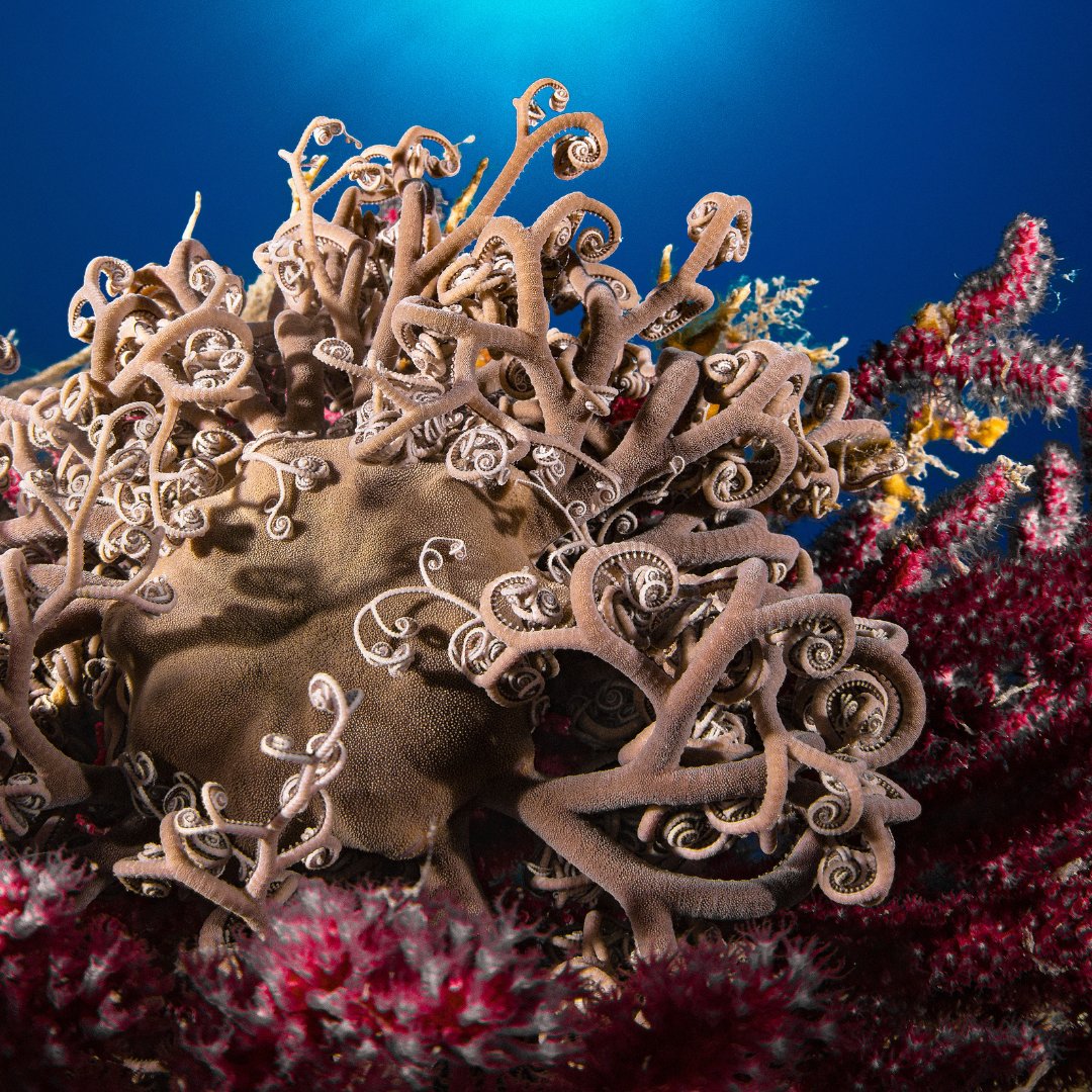 PADI_Travel's tweet photo. The corals of the Mediterranean📍Sicily, Italy.
Ever explored the Mediterranean’s corals? Drop 👌 if you’d love to dive here!
#CoralReef #DivinginItaly #Nature #Bucketlistdive https://t.co/N4iaGesIz4