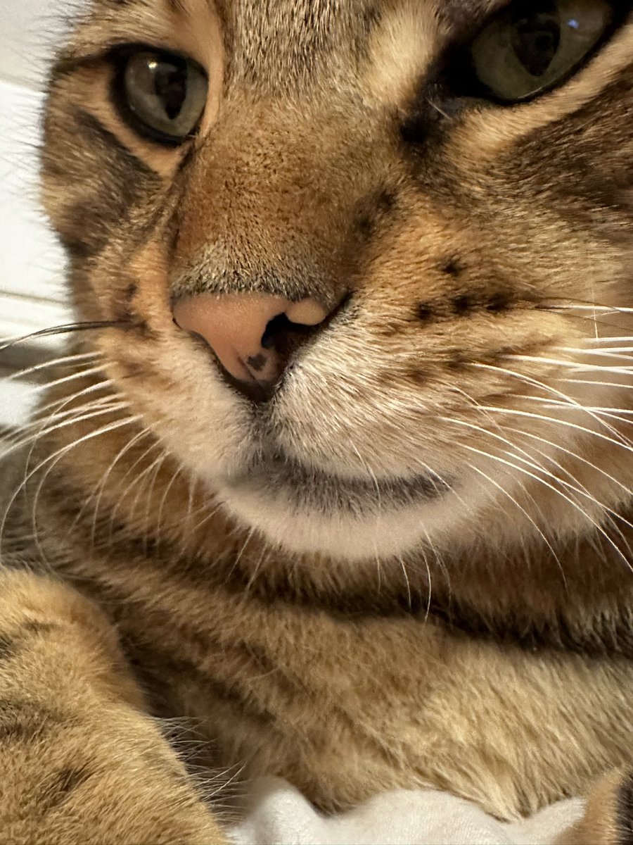 carleymadison's tweet photo. This guy had such a rough &amp; sick week that we had a euthanasia appt scheduled for today. He must’ve got sick of me crying bc he made a HUGE turnaround yesterday and we were able to cancel the appt. SO Thankful 😭 please look at the little heart on his nose 🖤 https://t.co/V6fANjSWvd