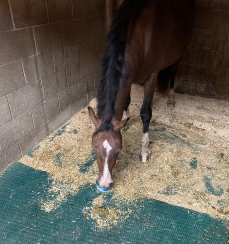🌿 Meet Ginger and Jack enjoying their favourite; Mini Mint Horslyx! 🧊

Horslyx Mint Balancer will supply your horse with a balance of nutrients to keep them healthy, happy &amp; performing at their best🐴

📸 @thegatsbyadventures