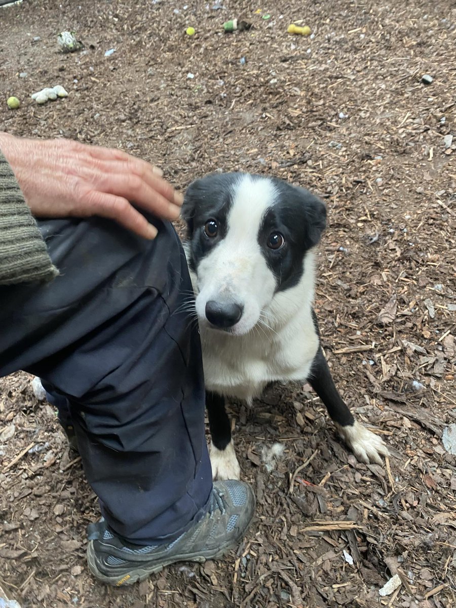 HartCollie's tweet photo. 🐾🐾NEW ARRIVALS🐾🐾

This week we had 4 new farm dog arrivals. Welcome to ROY , FFLEI, NELL &amp; PERO 🖤🖤🖤🖤

Photos below just show nell and Pero (more photos will follow) 🐾🖤 https://t.co/g9w2ChtL6s