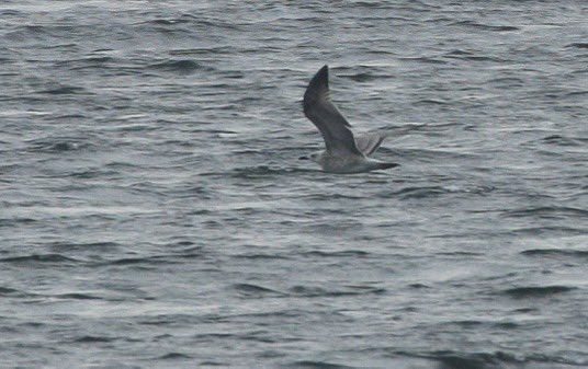 Enjoyed a morning visit to Abberton today. The Pectoral Sandpiper still distantly from Hide Bay hide. Plus the Lithuanian ringed GWE still. And a Painted lady. Also a 1cy Caspian Gull from LDLH c’way, 3 Green Sandpipers, 1 Common Sand there also.