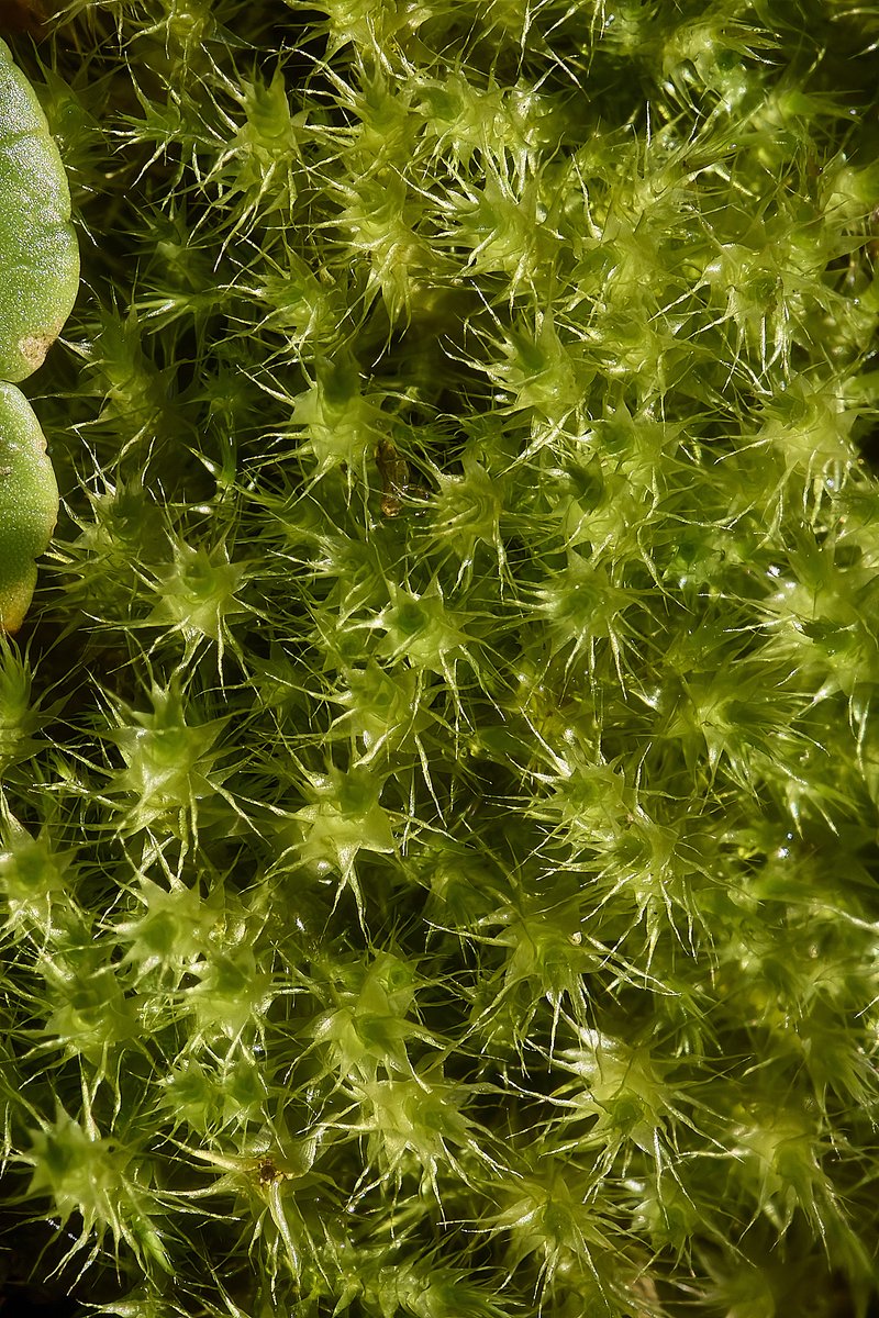 A little something from Beeston Common - Large Willow Bark Aphid (Tuberolachnus salignus), Grass of Parnassus (Parnassia palustris), Intermediate Hook-moss (Scorpidium cussonii) &amp; Yellow Starry Feather-moss (Campylium stellatum) @NorfolkNats