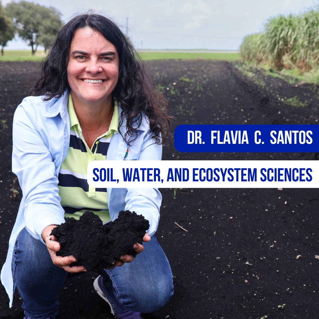 UF IFAS Everglades REC - Belle Glade tweet media