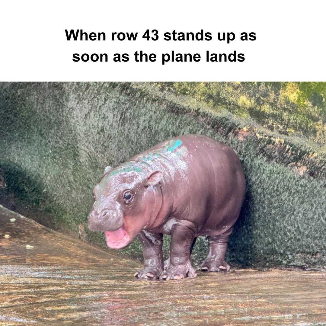 United Airlines tweet media