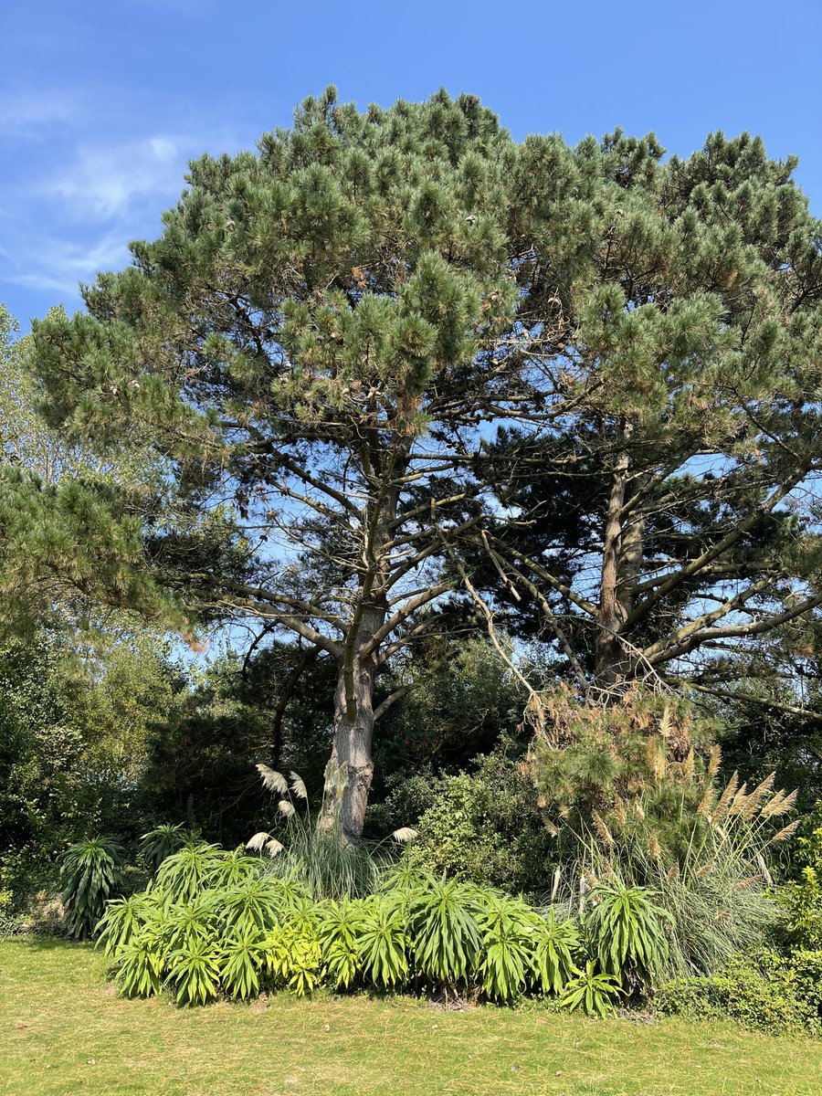 ⁦<a href="/WoodlandNomad/">TC🌳</a>⁩ I loved the pampus grass growing at the bottom of the tree.