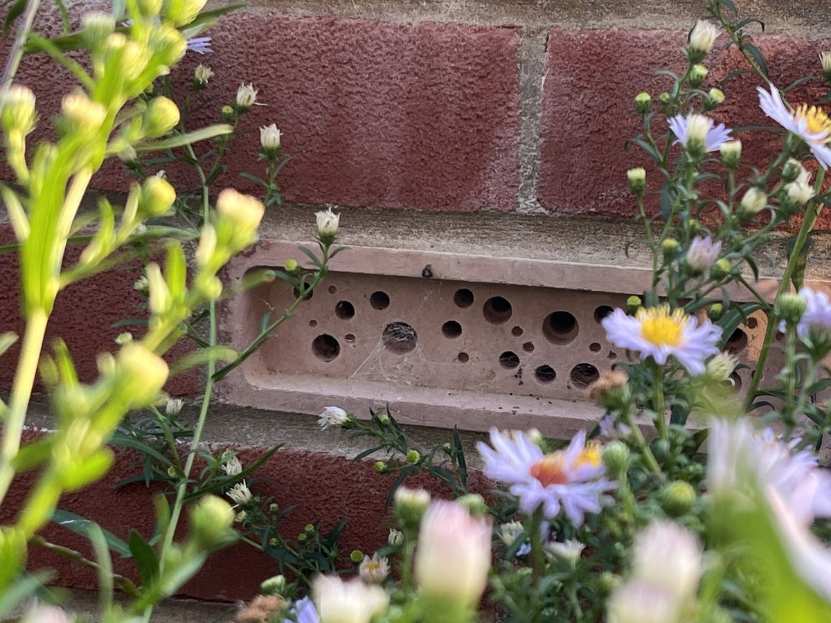 Great to see our bee bricks have their first resident. <a href="/GreenandBlueUK/">Green&Blue</a> #isleofwight #biosphere