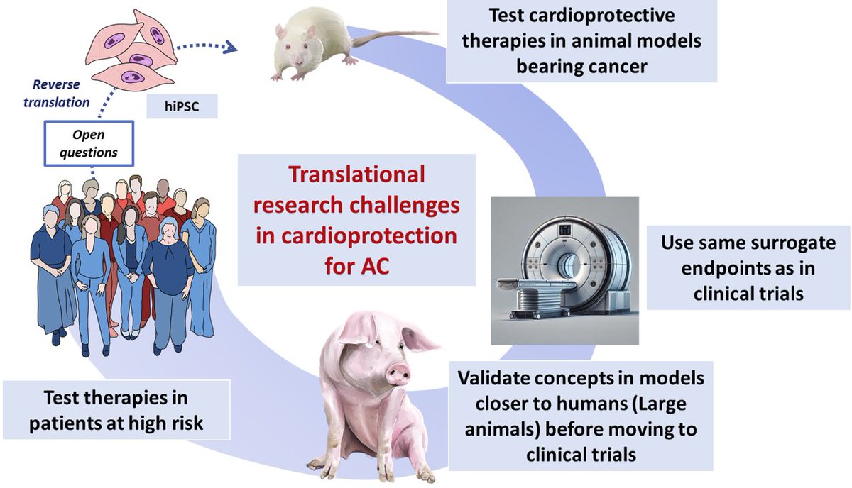 Borja Ibanez (@borjaibanez1) on Twitter photo 📋🫀💀 #OpenAccess review article of cardioprotective strategies for anthracycline cardiotoxicity ☠️🫀 <a href="/BasicResCardiol/">Basic Research in Cardiology</a> Free Full Text 👉link.springer.com/article/10.100… #CardioOncology #Cardiotoxicity 📋🫀💀 #OpenAccess review article of cardioprotective strategies for anthracycline cardiotoxicity ☠️🫀 <a href="/BasicResCardiol/">Basic Research in Cardiology</a> Free Full Text 👉link.springer.com/article/10.100… #CardioOncology #Cardiotoxicity