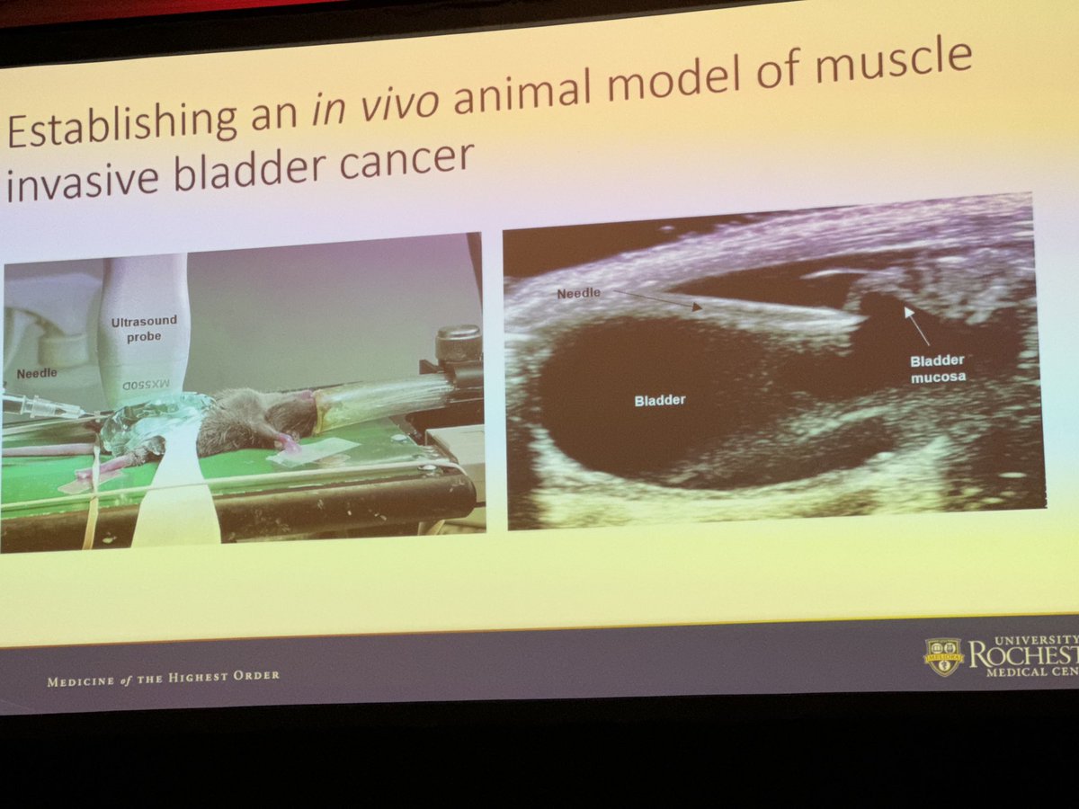 DrJoseph (@drjeanjoseph) on Twitter photo Congratulations to Dr Tabayoyong & <a href="/URMCUrology/">URMC Department of Urology</a> team <a href="/LauraETab/">Laura E Tabayoyong</a> on winning the young investigator award <a href="/nsaua/">Northeastern Section</a> great work developing model to answer important research questions.exciting work ahead Congratulations to Dr Tabayoyong & <a href="/URMCUrology/">URMC Department of Urology</a> team <a href="/LauraETab/">Laura E Tabayoyong</a> on winning the young investigator award <a href="/nsaua/">Northeastern Section</a> great work developing model to answer important research questions.exciting work ahead