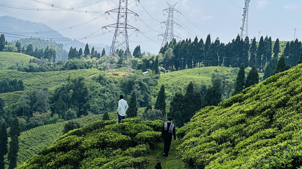 Devilaltunwa14's tweet photo. @Sikha__Sikha Darjiling tea garden https://t.co/dU4tTiKHbQ