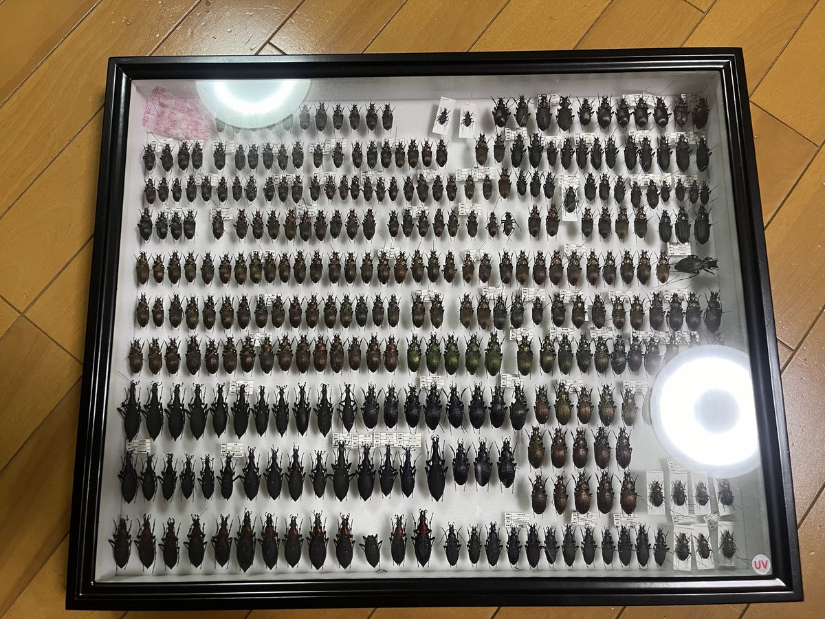 osagomi_ky's tweet image. 中2から埋め始めた標本箱が埋まった！