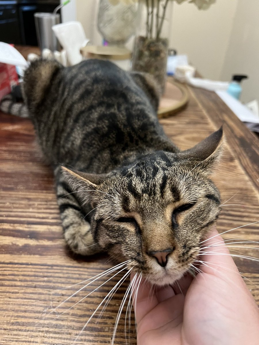 wooopop's tweet photo. @_We_Rate_Cats https://t.co/Jy2zUoYch5