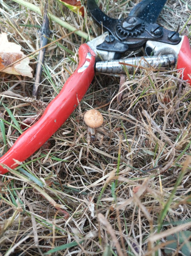 Tabernita © tweet media