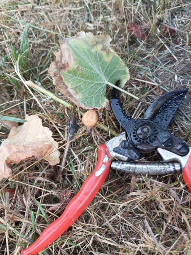 Tabernita © tweet media