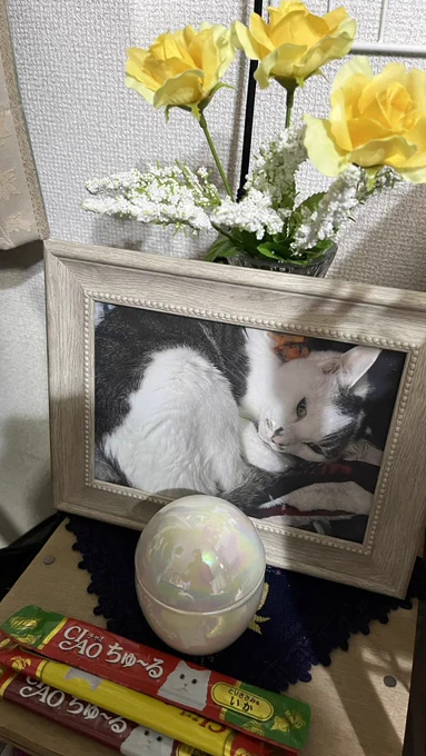 我が家の誇り高き猫、ふわふわしっぽとすべすべ毛並みの女王様、猫②ことミクさんが穏やかに眠るように息を引き取りました。家族みんながゆっくりさよならを言う時間をくれてありがとう 