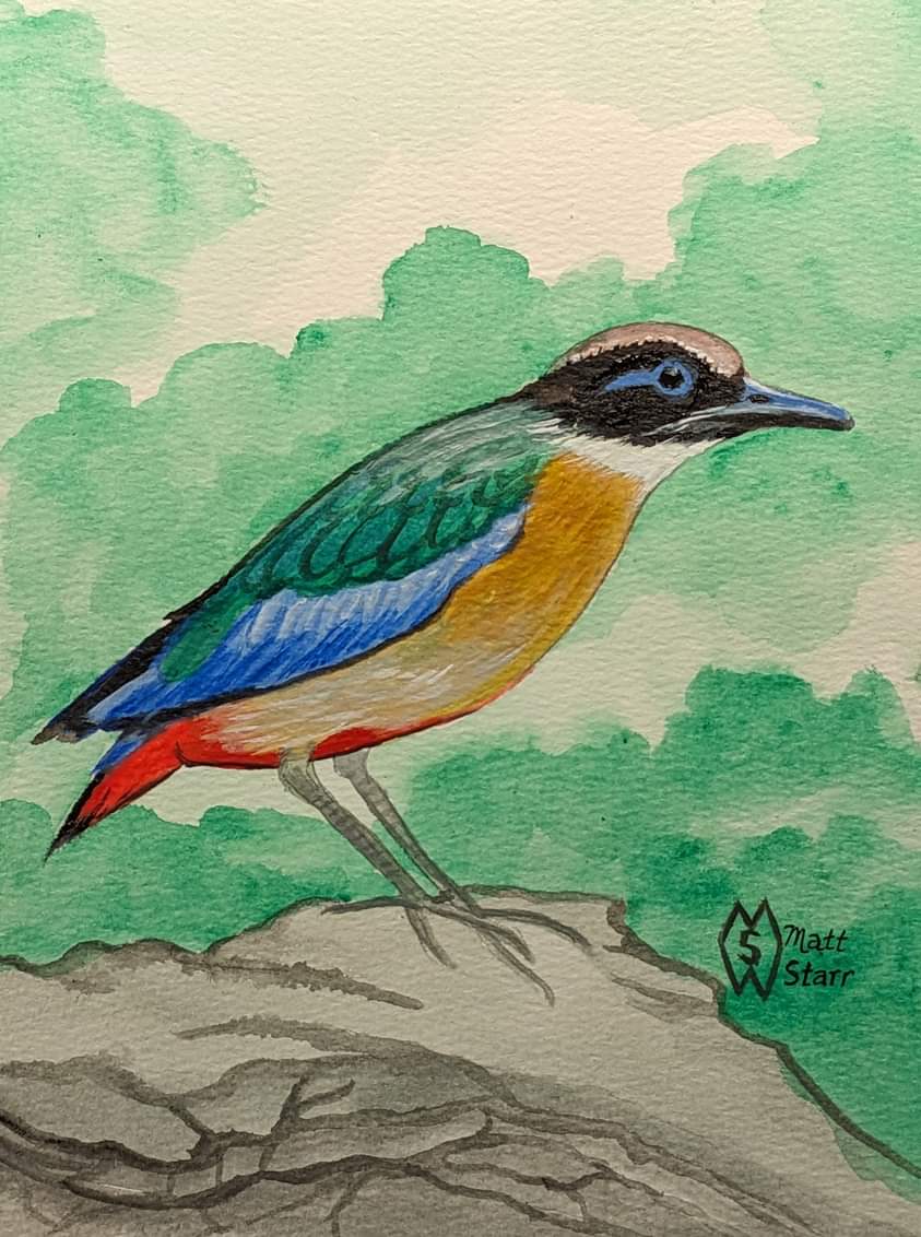 MattStarrFineA1's tweet photo. This is my acrylic painting of the blue-winged pitta on some rocks. https://t.co/9LaDRPjrix
#mattstarrfineart #artistic #paintings #artforsale #artist #myart #dailyart #artlover #artwork #artoftheday #gift #giftideas #tshirts #homedecor
#bluewingedpitta #pitta #bird #birds https://t.co/lXkQxMfKWw