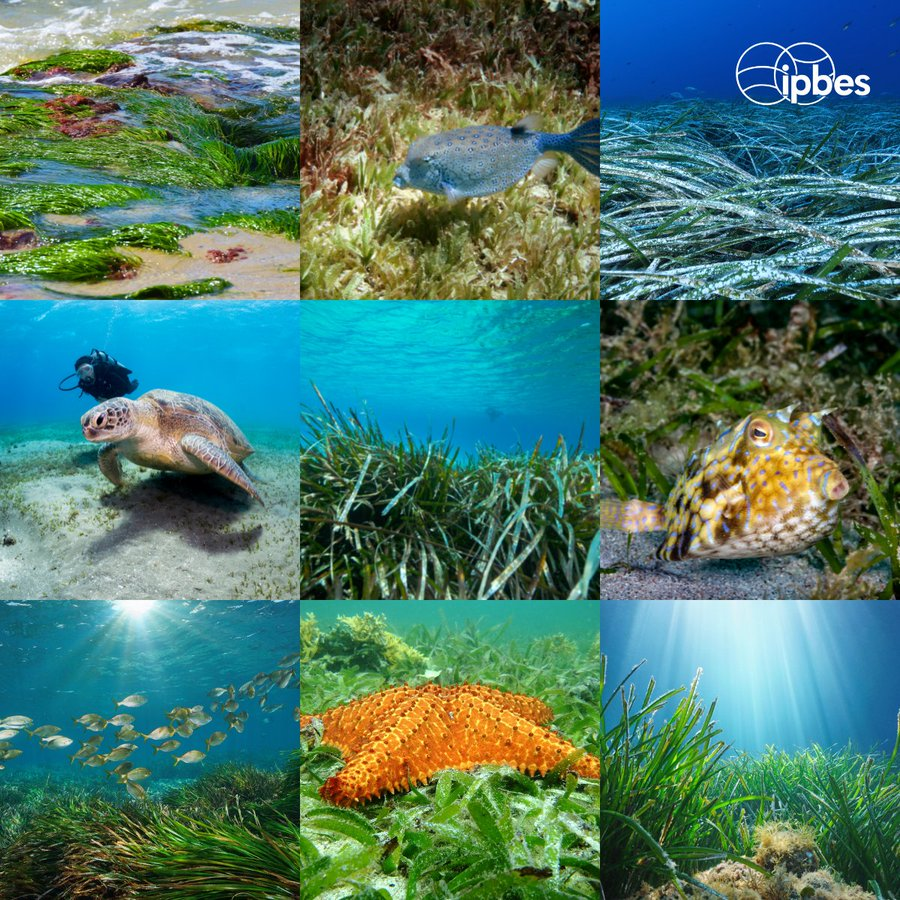UNBiodiversity's tweet photo. What do you know about #seagrass?🤔

📌It evolved over 100 million years ago
📌There are 72 species of seagrass recorded in the world
📌 7% of seagrass habitats are being lost each year
📌Under threat from pollution, climate change, and coastal development

Via @IPBES https://t.co/N2UkiZbbAR