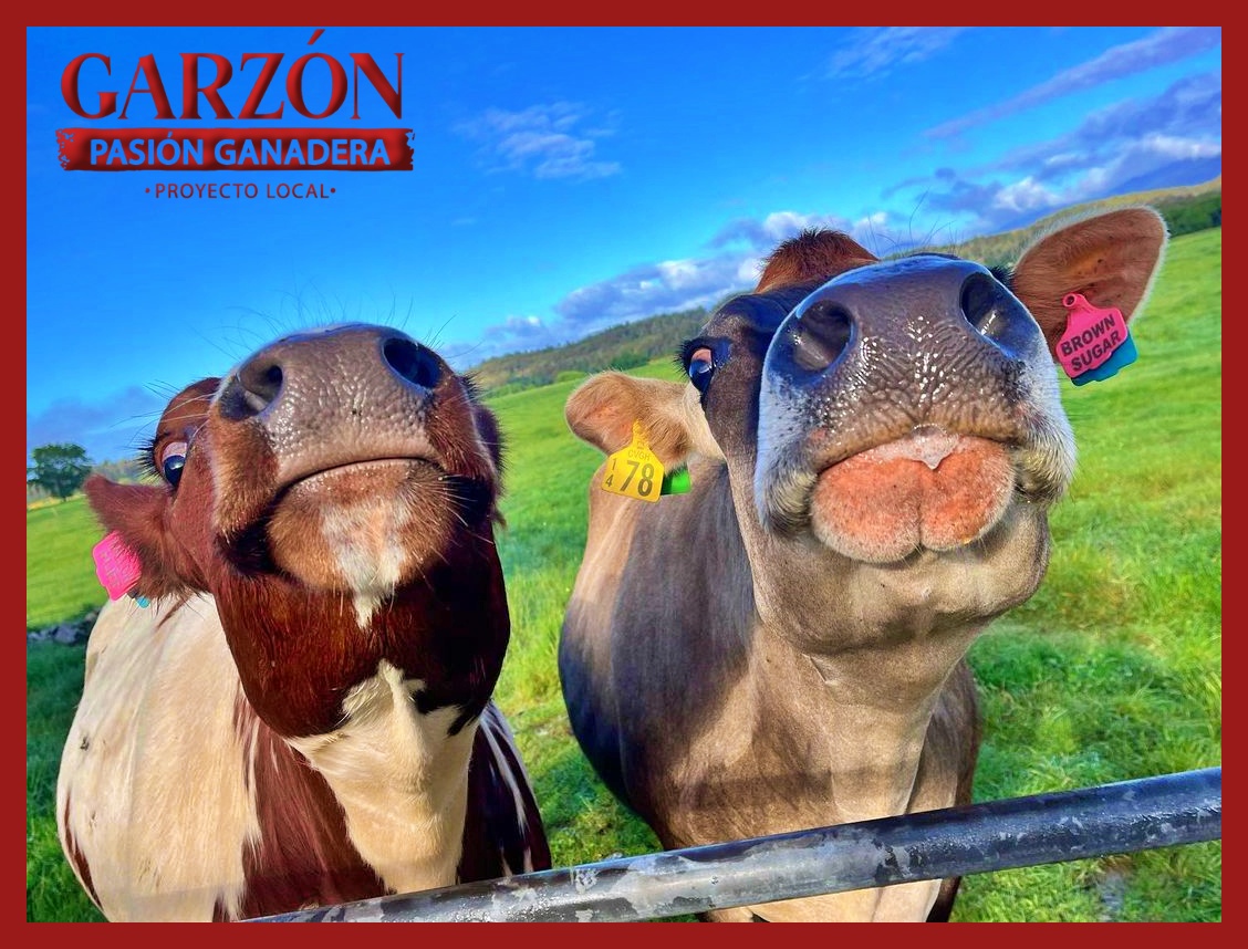 GarzonLocal's tweet image. 🐮✨ ¡Feliz inicio de fin de semana! Aquí tenemos a nuestros dos adorables terneritos, listos para alegrar tu día. 😍❤️ Que este fin de semana esté lleno de ternura y momentos especiales. ¡Disfruta y comparte amor! 🌼🌾 #Ganadería #Ternura #FinDeSemana
@Fedegan @jflafaurie