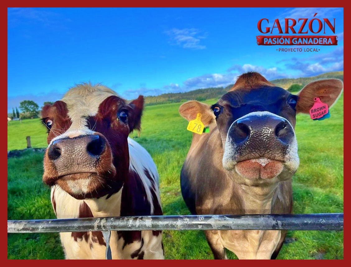 GarzonLocal's tweet image. 🐮✨ ¡Feliz inicio de fin de semana! Aquí tenemos a nuestros dos adorables terneritos, listos para alegrar tu día. 😍❤️ Que este fin de semana esté lleno de ternura y momentos especiales. ¡Disfruta y comparte amor! 🌼🌾 #Ganadería #Ternura #FinDeSemana
@Fedegan @jflafaurie