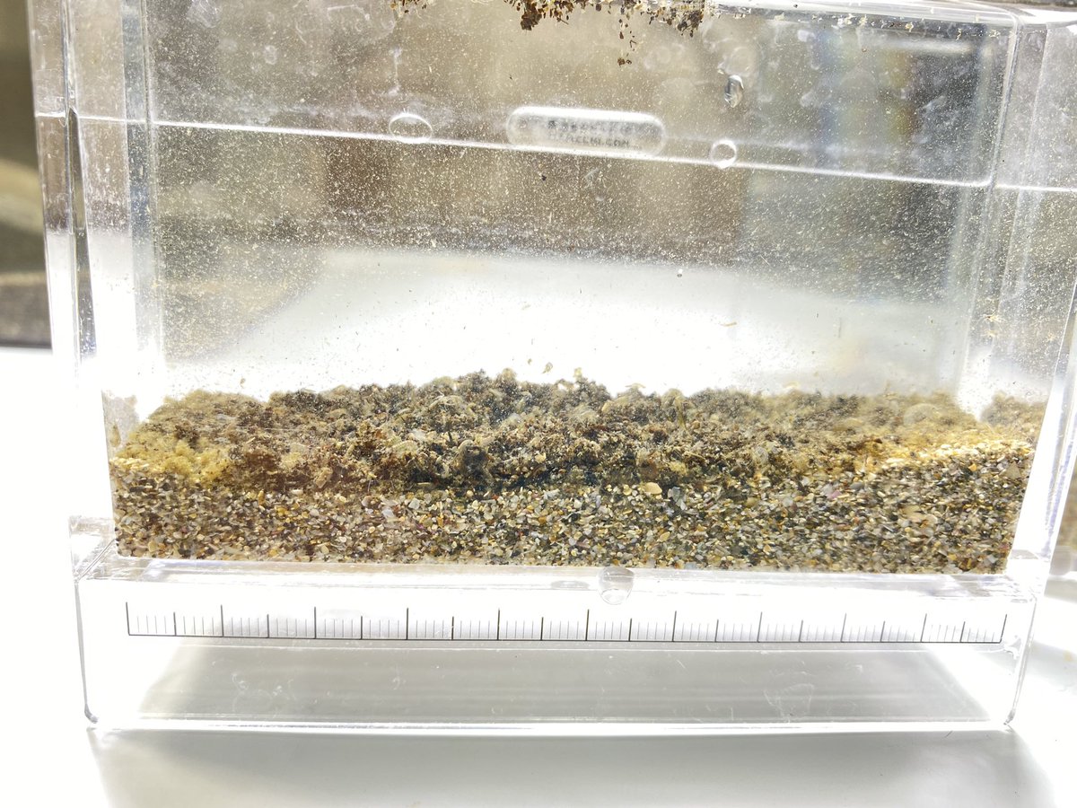 海をお手本にしたアクアリウム🐠シュリンプ (@shrimp_aquarium) / Posts / X