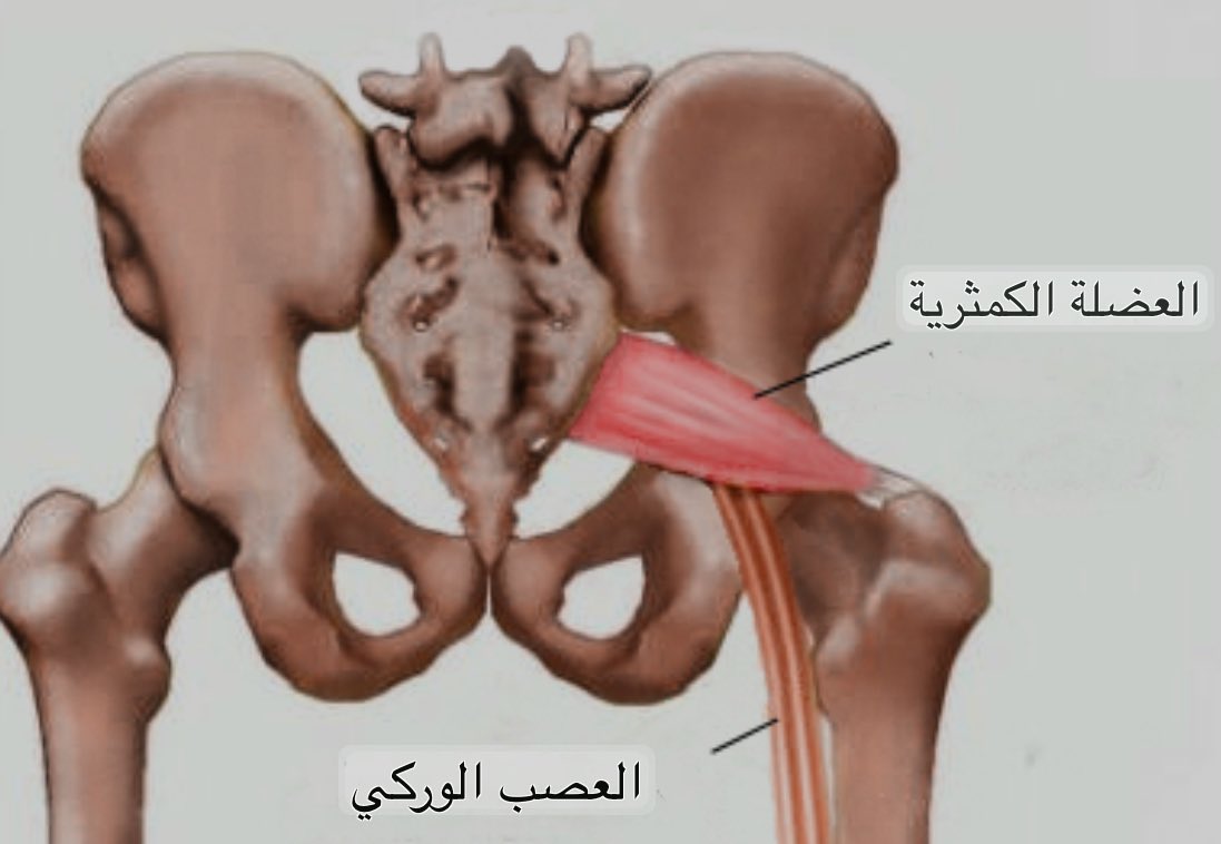 Dr.Mamdouh Almalki || د.ممدوح المالكي tweet media