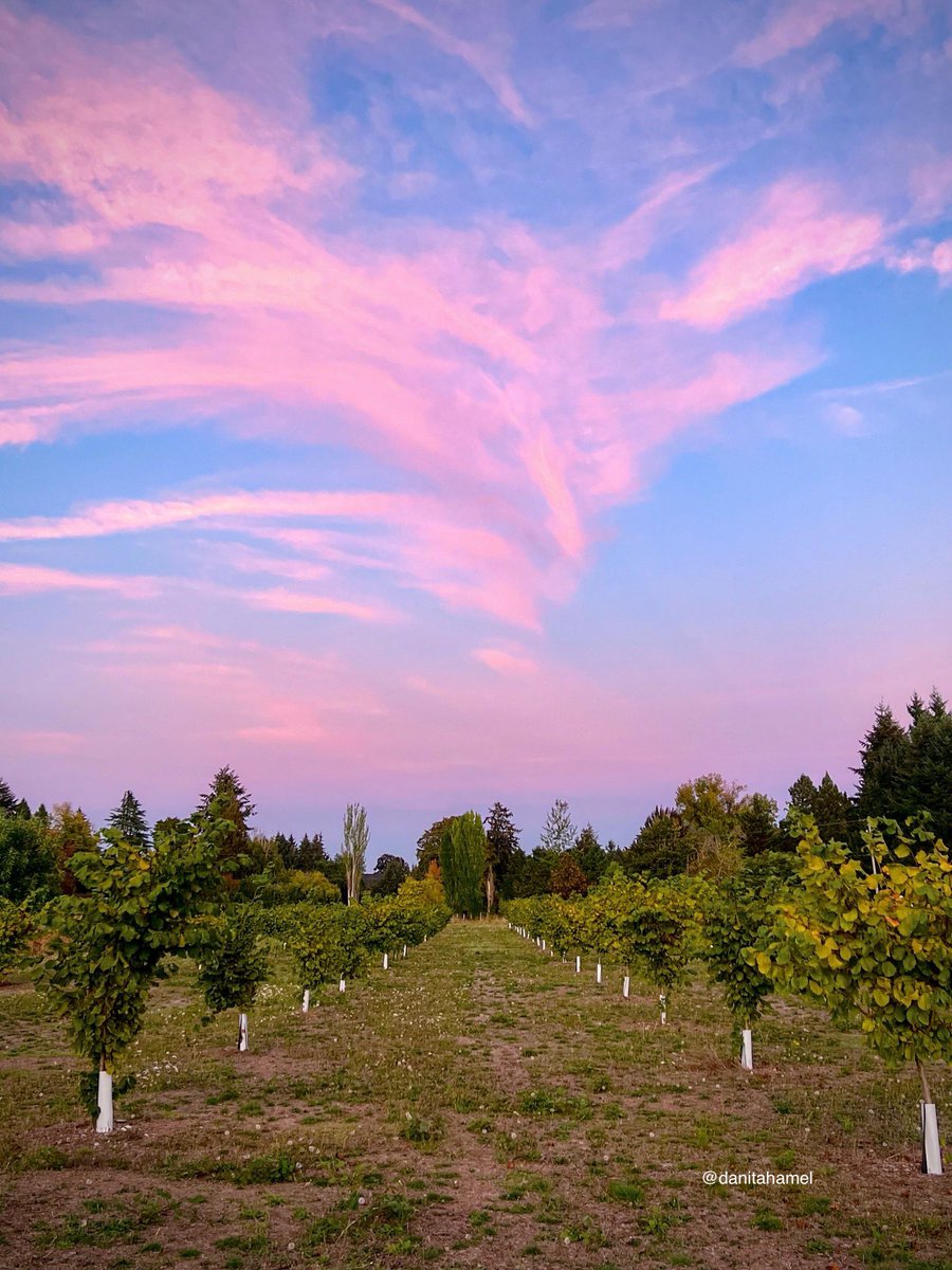 danitahamel's tweet photo. Good morning and happy Friday!๐๐๐ปโ๏ธ
Post a photo you took from this week.
Last nightโs stroll through the orchard at sundown. ๐๐ณ
#WeeklyPhoto https://t.co/b5UjfCcPS9