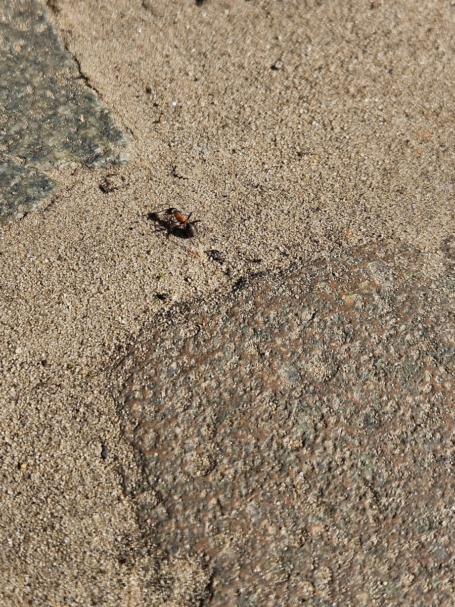 Ég reyni að spyrja maurinn hvernig hann filterar sig, en það er fátt um svör <a href="/ToddWhitaker/">Todd Whitaker</a> #utisonline #menntaspjall