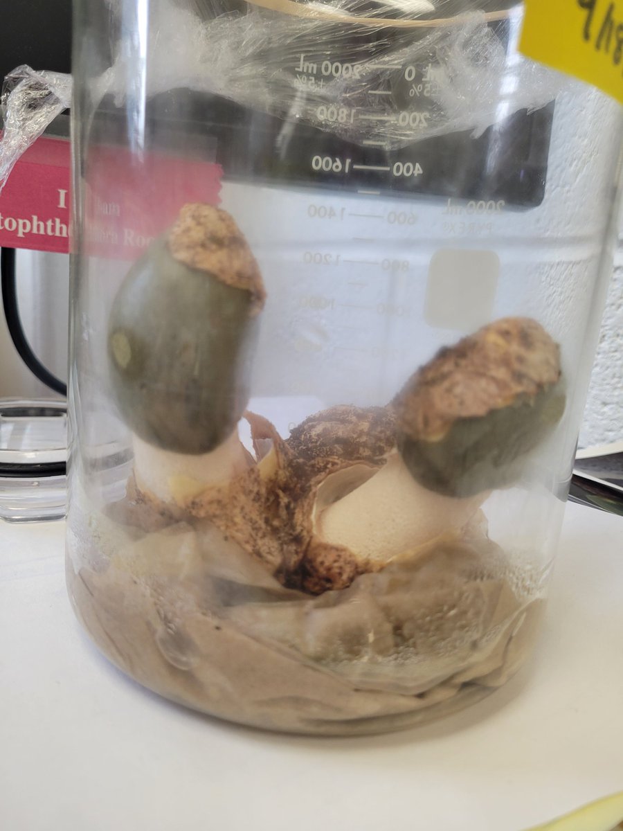Fungal Friday! We found some stinkhorn (Phallus ravenelii) eggs wednesday and have been intubating them, last night they "hatched"! These will get very large, maybe even hitting the top of the incubation chamber this weekend. It's already grown close to an inch since 7am.